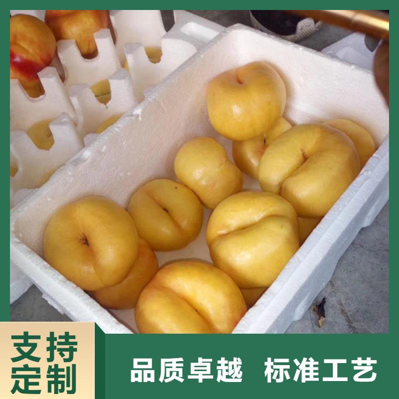 北美冬青视频-高安|樟树|吉安|南昌|景德镇|抚州|新余|萍乡|九江北美冬青厂家自营-轩园园艺场(宜春市分公司)