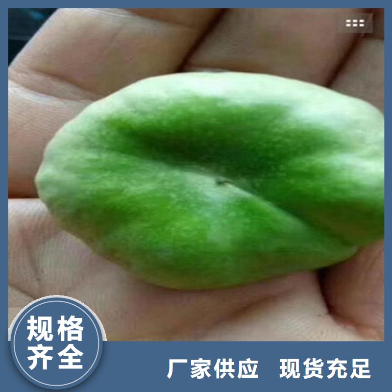 北美冬青视频-高安|樟树|吉安|南昌|景德镇|抚州|新余|萍乡|九江北美冬青厂家自营-轩园园艺场(宜春市分公司)