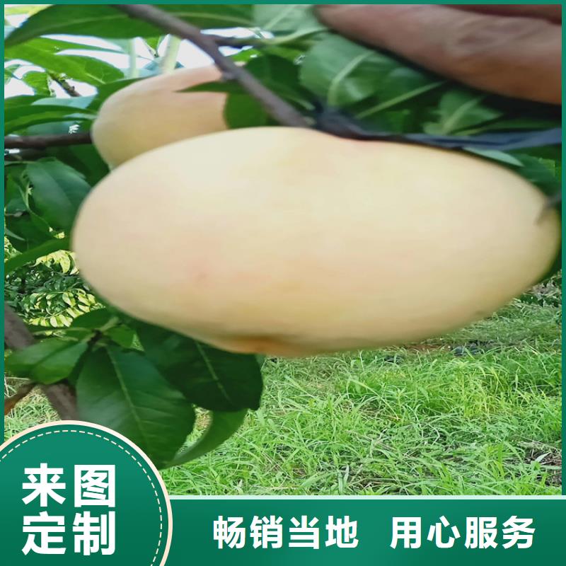 【桃杏树苗质量牢靠】