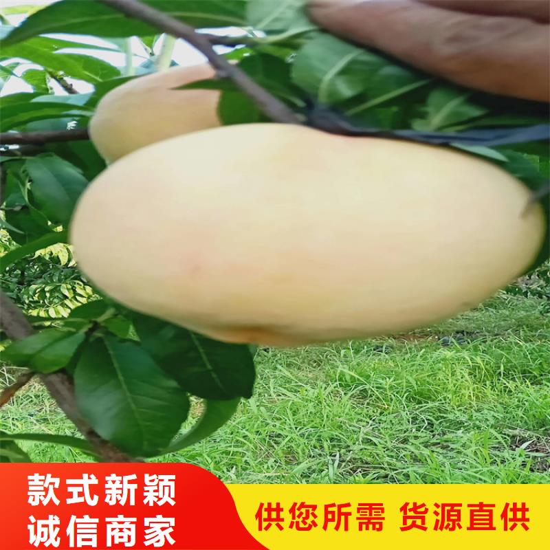 北美冬青-视频-北美冬青-青海省玉树市此地服务商-黄南|海北|海东|果洛|西宁|海南
