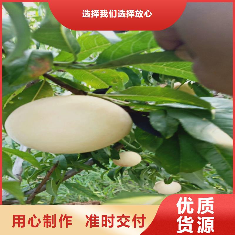 北美冬青视频-高安|樟树|吉安|南昌|景德镇|抚州|新余|萍乡|九江北美冬青厂家自营-轩园园艺场(宜春市分公司)