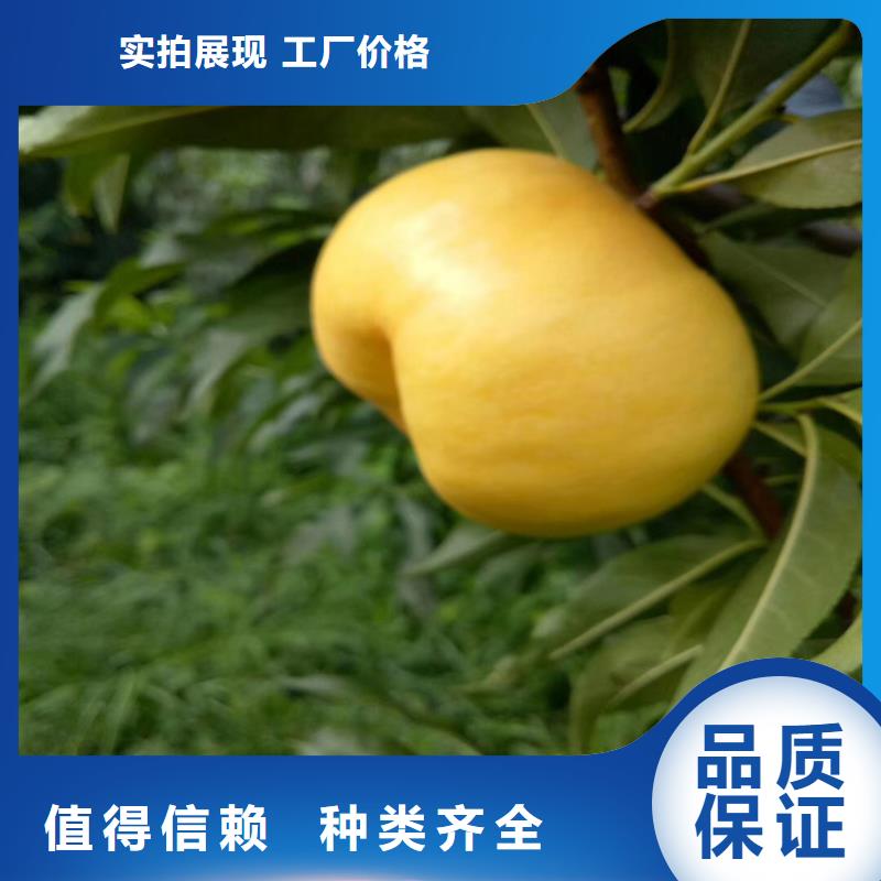 北美冬青-视频-北美冬青-青海省玉树市此地服务商-黄南|海北|海东|果洛|西宁|海南