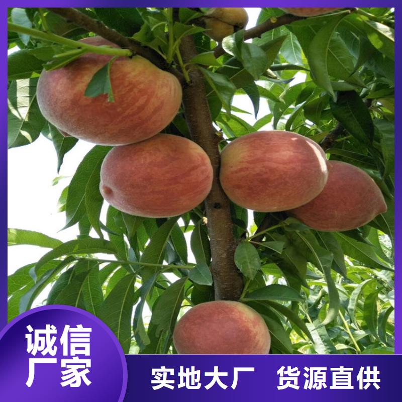 北美冬青-视频-北美冬青-青海省玉树市此地服务商-黄南|海北|海东|果洛|西宁|海南