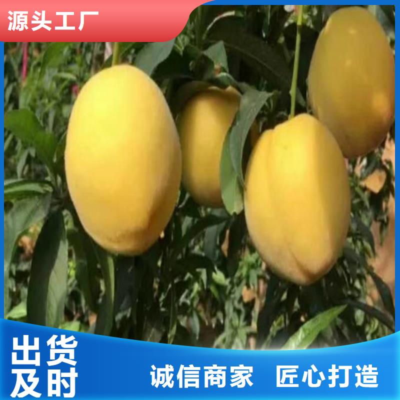 北美冬青-视频-北美冬青-青海省玉树市此地服务商-黄南|海北|海东|果洛|西宁|海南