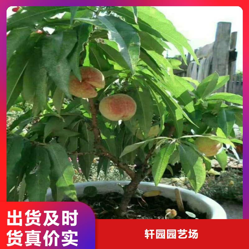北美冬青-视频-北美冬青-青海省玉树市此地服务商-黄南|海北|海东|果洛|西宁|海南