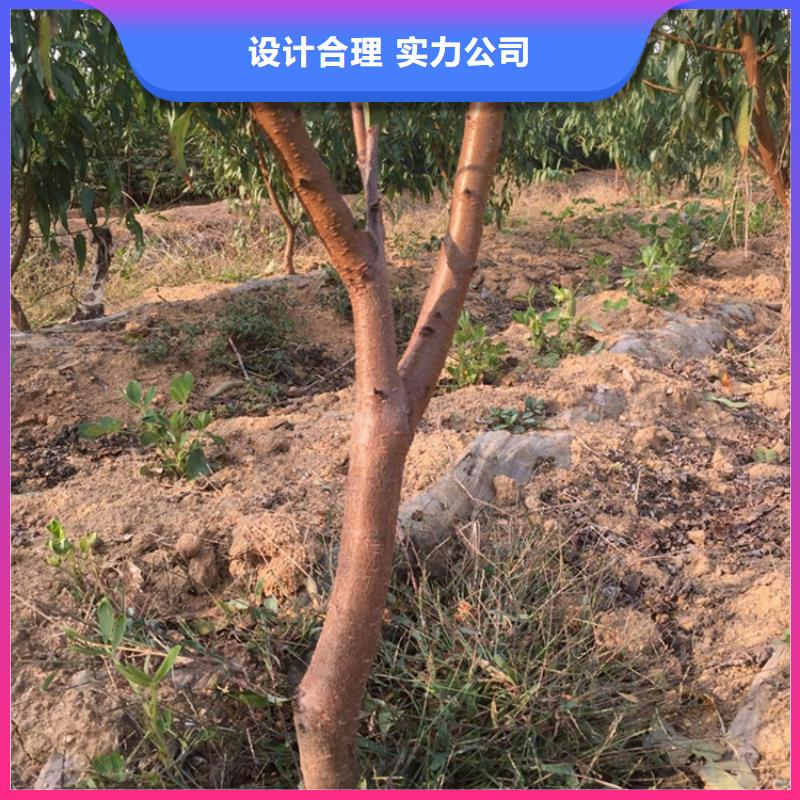北美冬青视频-高安|樟树|吉安|南昌|景德镇|抚州|新余|萍乡|九江北美冬青厂家自营-轩园园艺场(宜春市分公司)