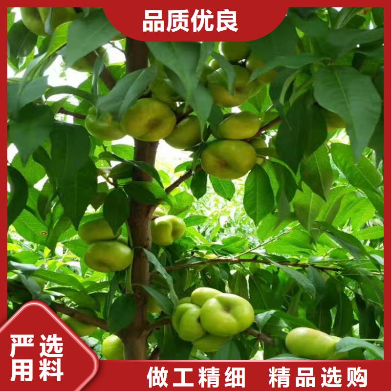 北美冬青视频-高安|樟树|吉安|南昌|景德镇|抚州|新余|萍乡|九江北美冬青厂家自营-轩园园艺场(宜春市分公司)