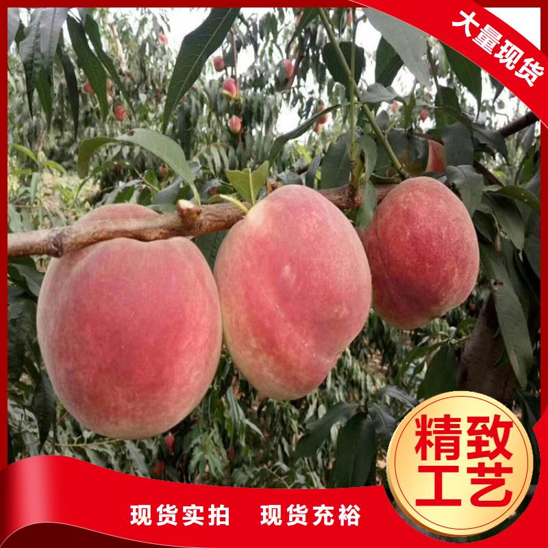 北美冬青视频-高安|樟树|吉安|南昌|景德镇|抚州|新余|萍乡|九江北美冬青厂家自营-轩园园艺场(宜春市分公司)