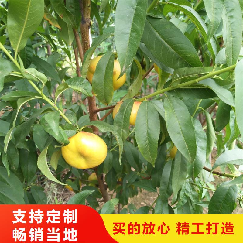 北美冬青-视频-北美冬青-青海省玉树市此地服务商-黄南|海北|海东|果洛|西宁|海南