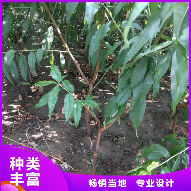 北美冬青视频-高安|樟树|吉安|南昌|景德镇|抚州|新余|萍乡|九江北美冬青厂家自营-轩园园艺场(宜春市分公司)