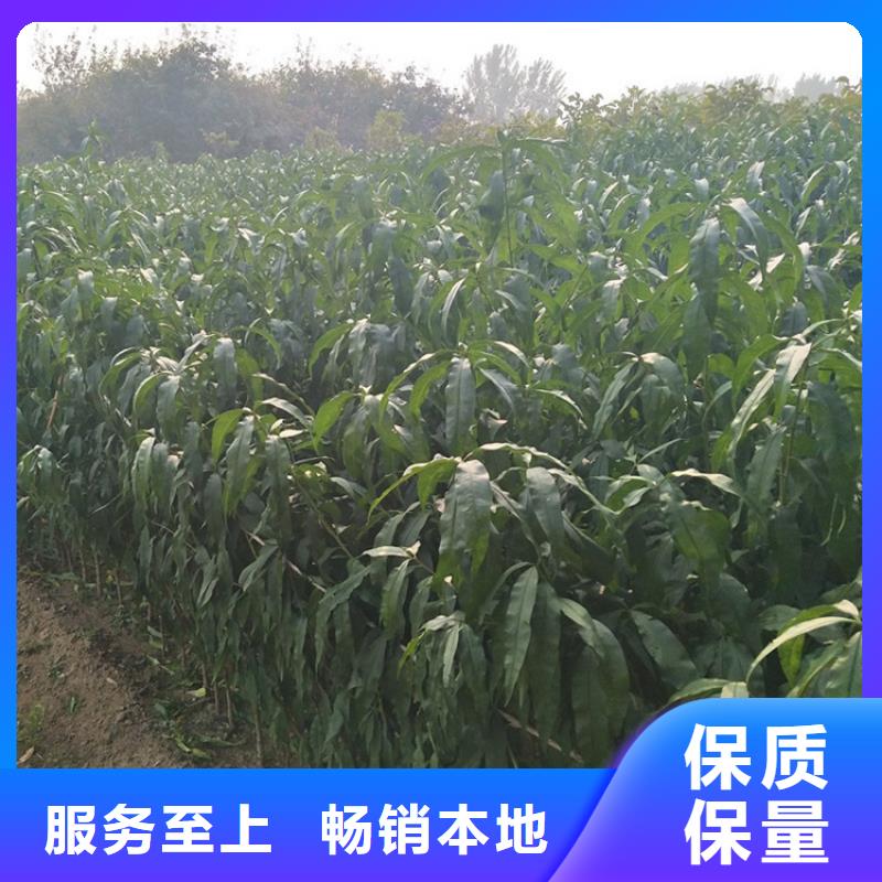 北美冬青-视频-北美冬青-青海省玉树市此地服务商-黄南|海北|海东|果洛|西宁|海南