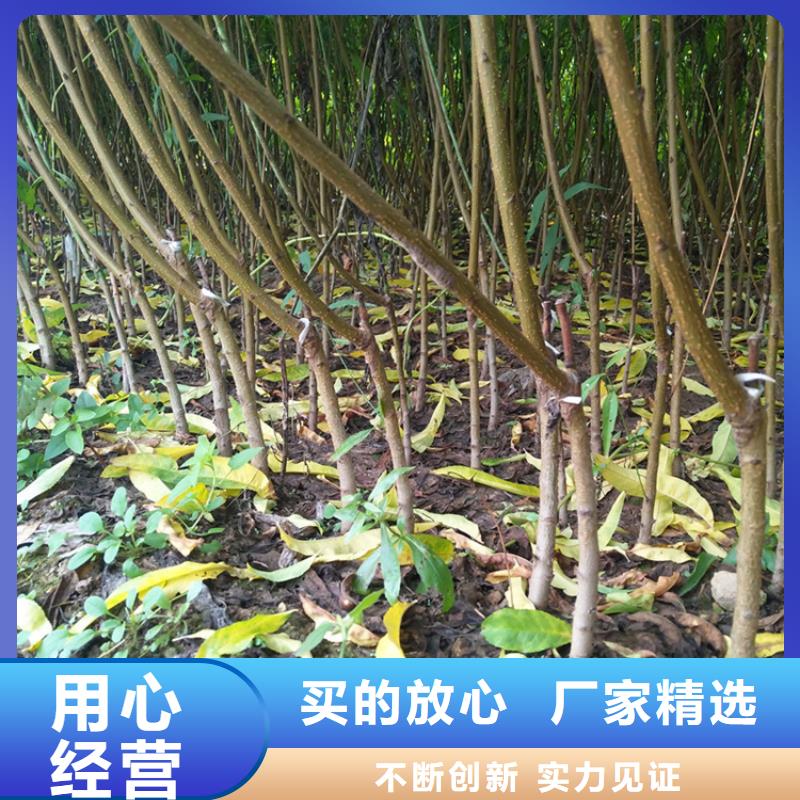 【桃杏树苗质量牢靠】