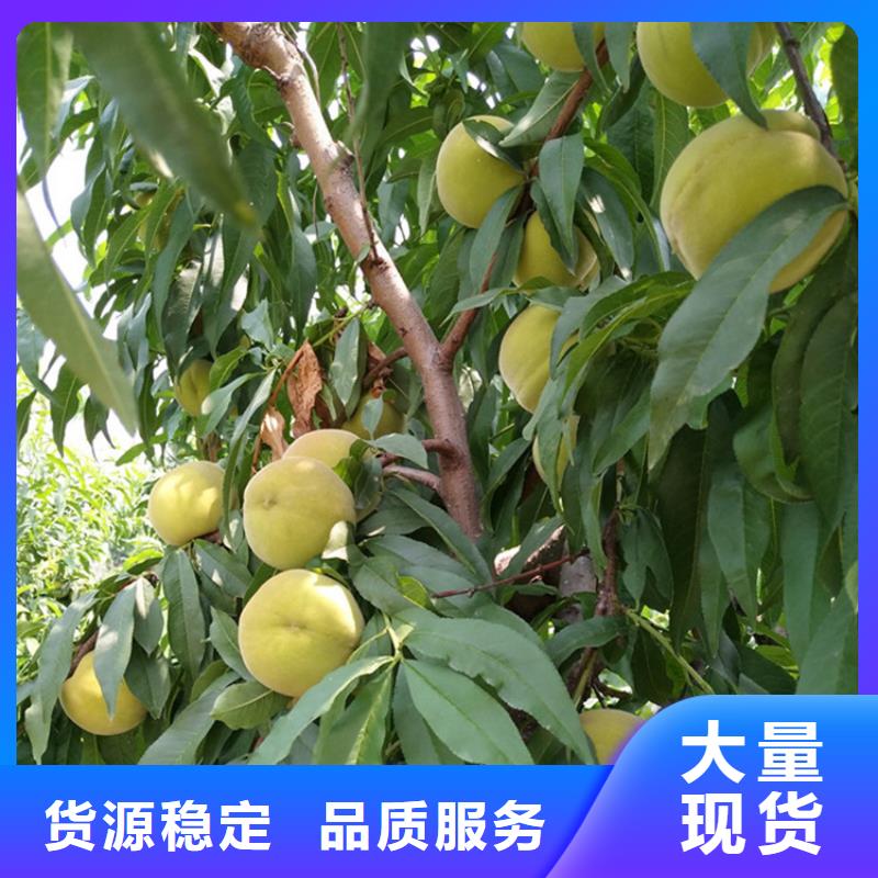 北美冬青视频-高安|樟树|吉安|南昌|景德镇|抚州|新余|萍乡|九江北美冬青厂家自营-轩园园艺场(宜春市分公司)