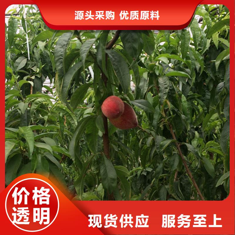 北美冬青-视频-北美冬青-青海省玉树市此地服务商-黄南|海北|海东|果洛|西宁|海南