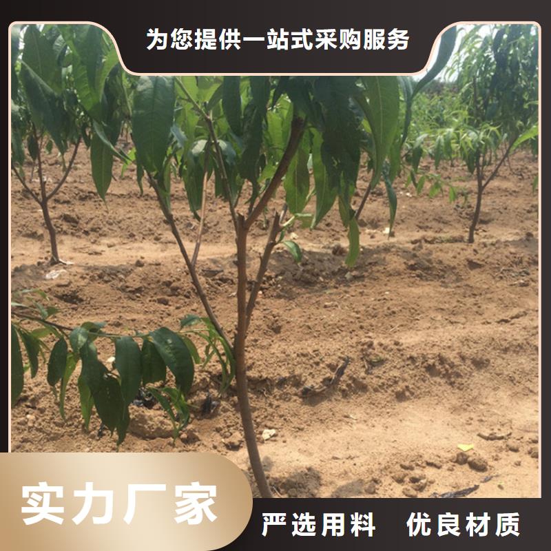 【桃杏树苗质量牢靠】