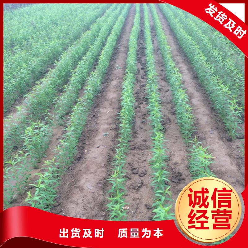 桃樱桃苗源头实体厂商