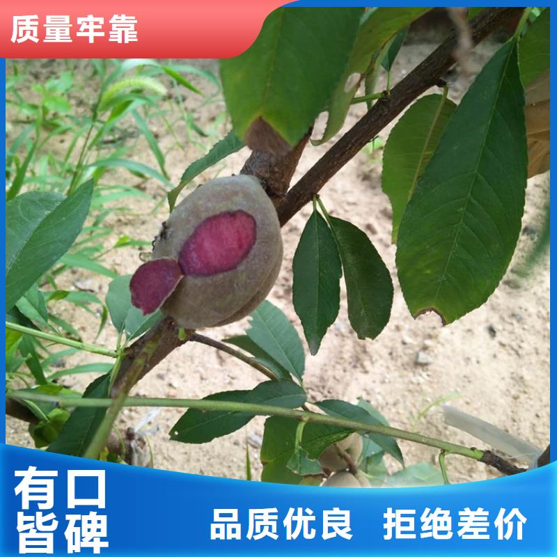 桃樱桃苗源头实体厂商