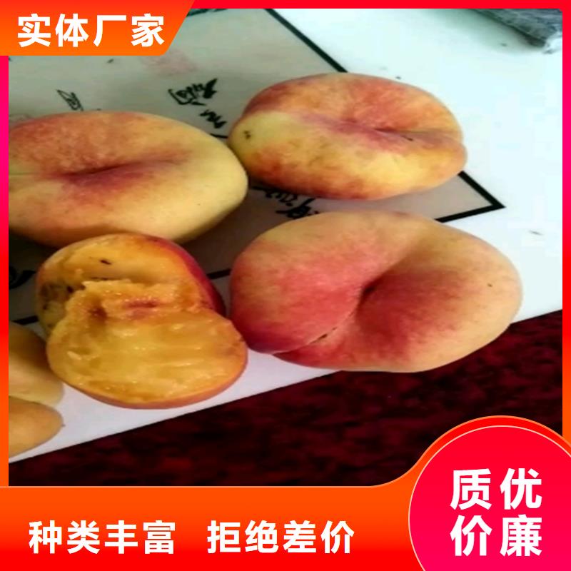桃樱桃苗源头实体厂商