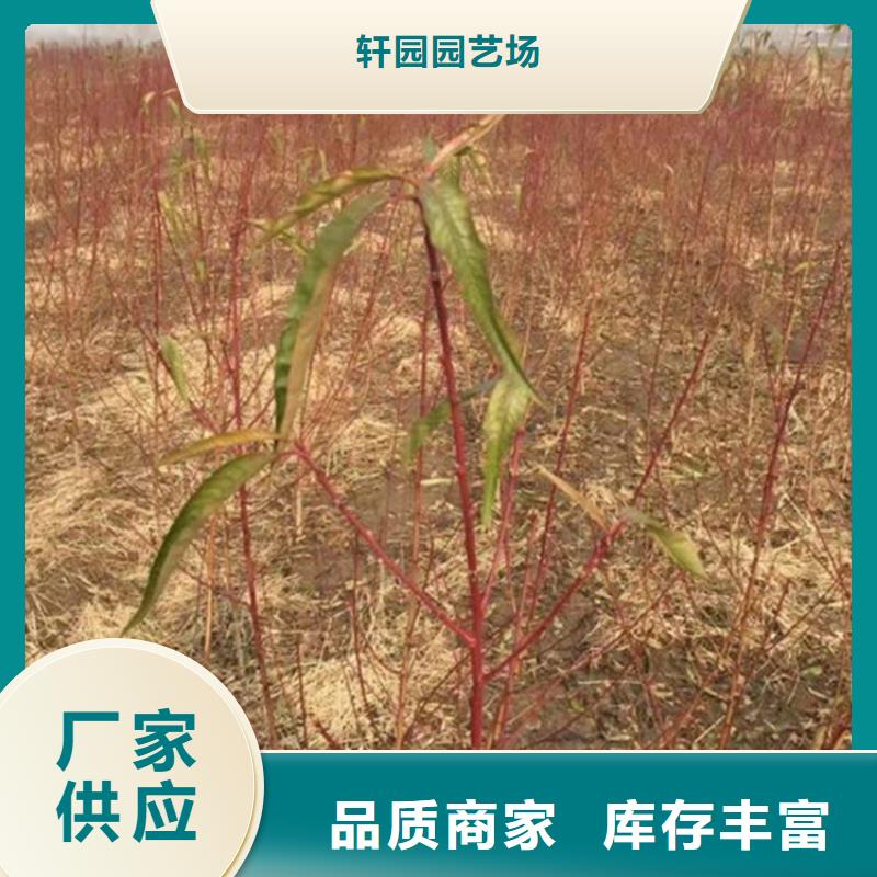桃樱桃苗源头实体厂商