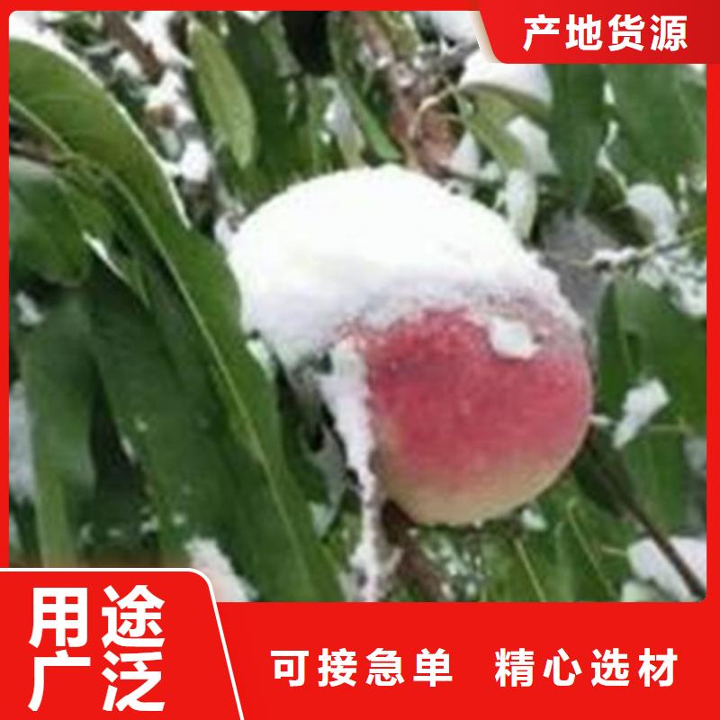 桃樱桃苗源头实体厂商