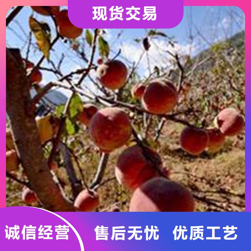 桃樱桃苗源头实体厂商