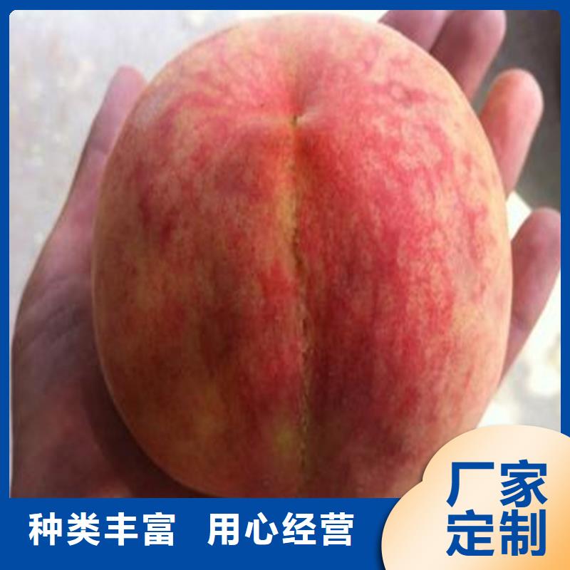 桃樱桃苗源头实体厂商
