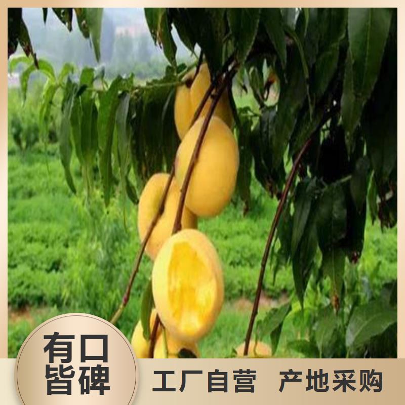 桃樱桃苗源头实体厂商