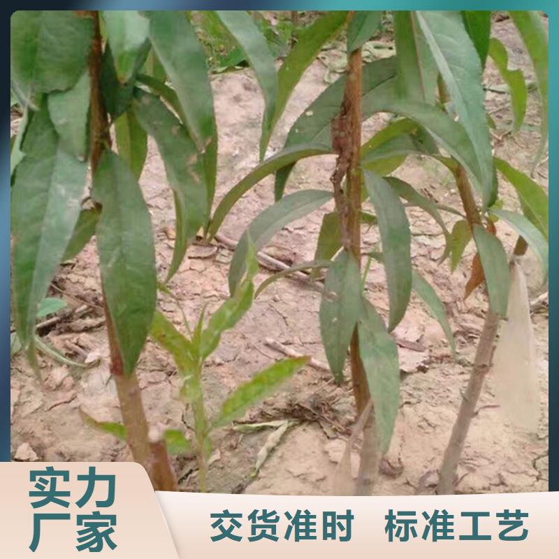 桃樱桃苗源头实体厂商