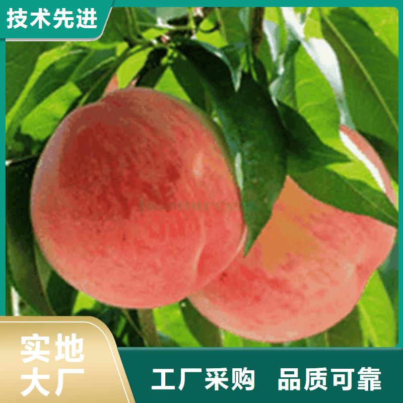 桃樱桃苗源头实体厂商