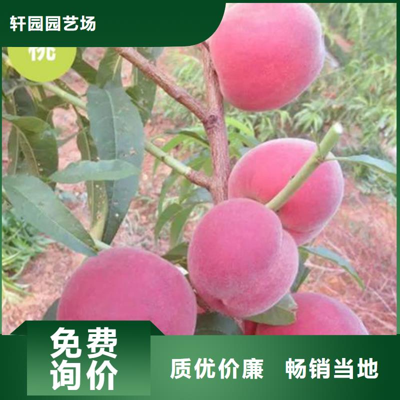 桃樱桃苗源头实体厂商