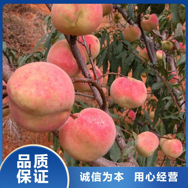 桃樱桃苗源头实体厂商