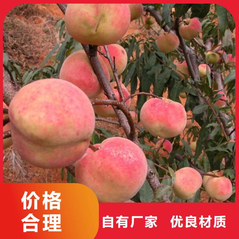 北美冬青视频-高安|樟树|吉安|南昌|景德镇|抚州|新余|萍乡|九江北美冬青厂家自营-轩园园艺场(宜春市分公司)