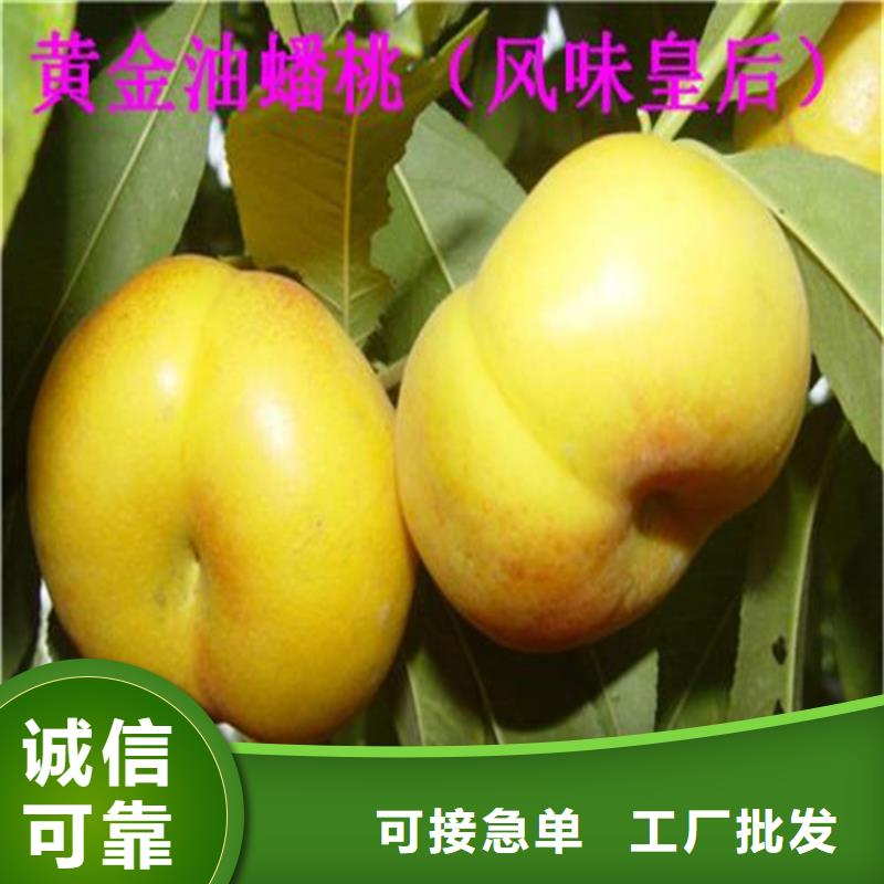 桃樱桃苗源头实体厂商