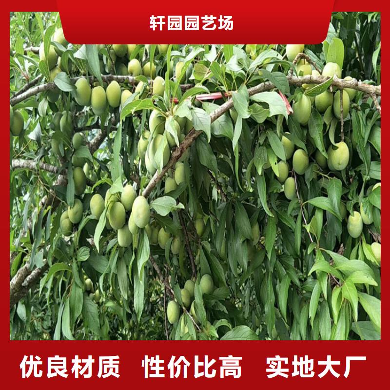 北美冬青-视频-北美冬青|广西省柳州市|城中|柳南|防城港|崇左|梧州|南宁|贺州|北海|贵港