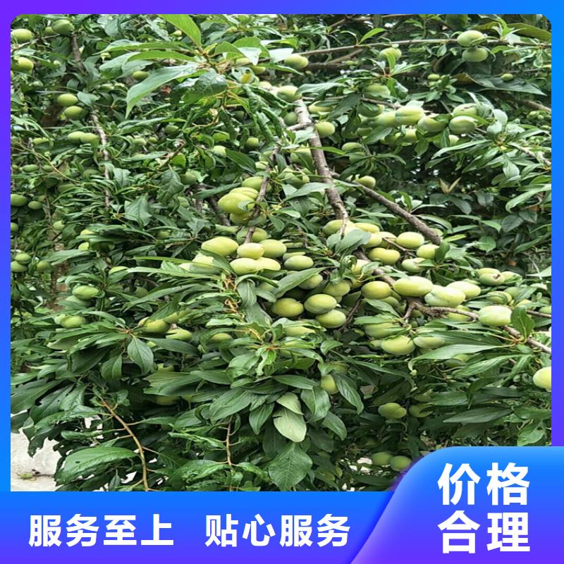 北美冬青-视频-北美冬青|广西省柳州市|城中|柳南|防城港|崇左|梧州|南宁|贺州|北海|贵港