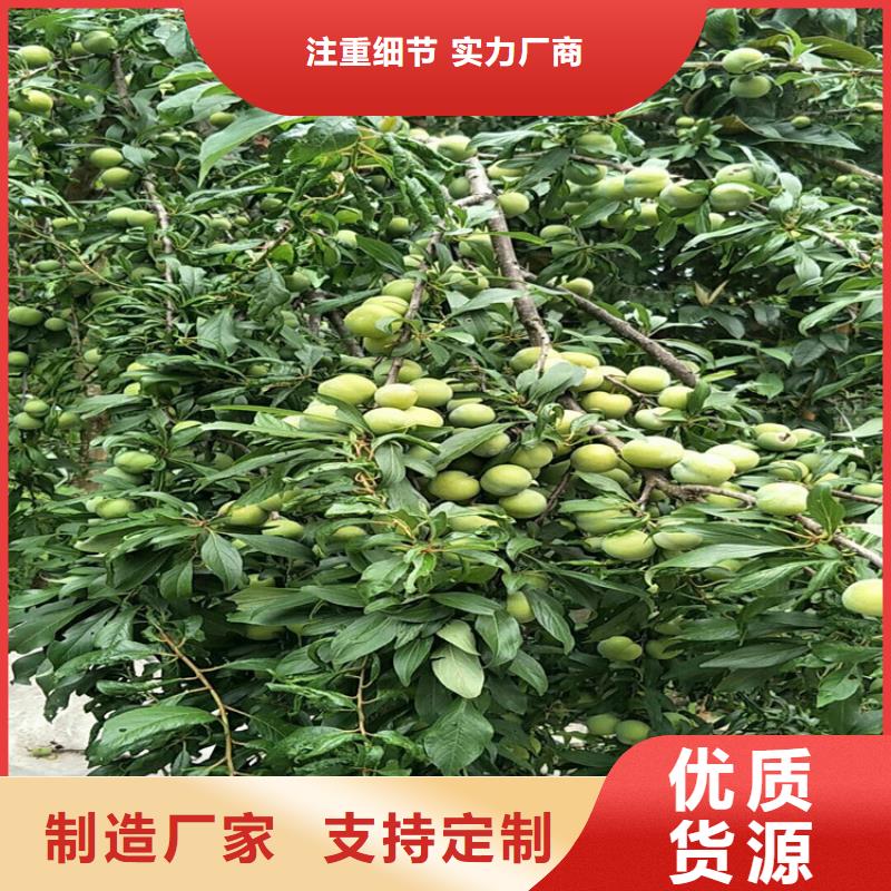 李子西瓜苗用心做好细节
