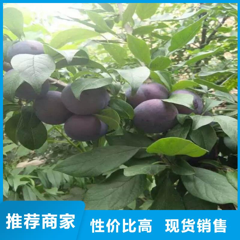 李子西瓜苗用心做好细节