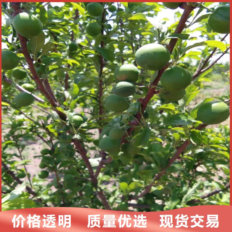 李子蓝莓苗品种全