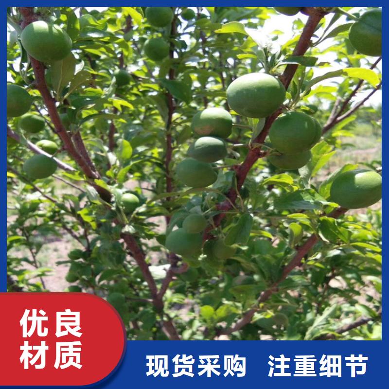 李子-西瓜番石榴苗行业优选