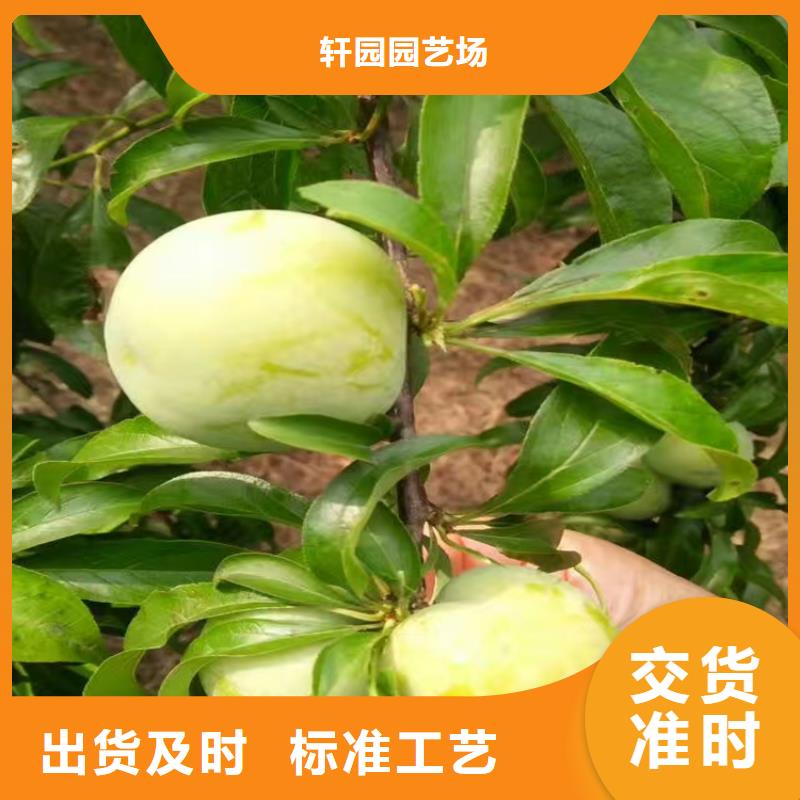 李子西瓜苗用心做好细节