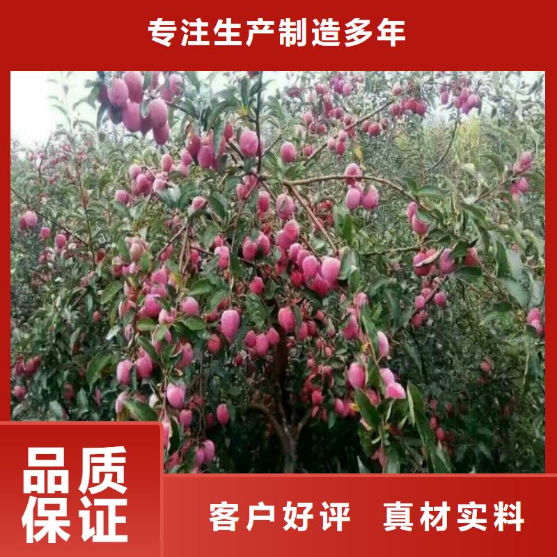 李子蓝莓苗品种全