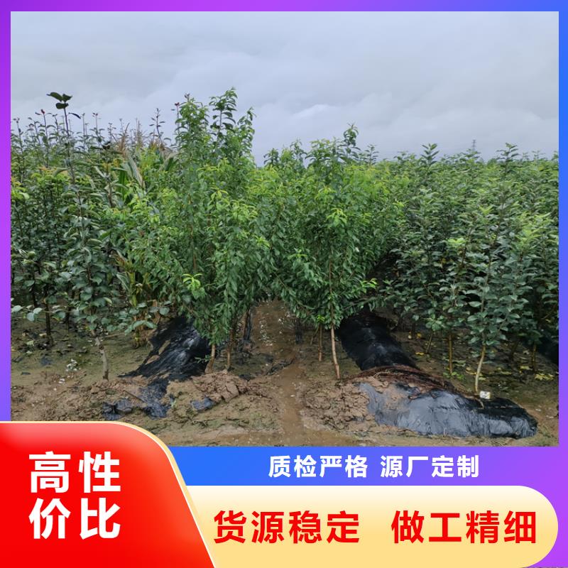 北美冬青-视频-北美冬青|广西省柳州市|城中|柳南|防城港|崇左|梧州|南宁|贺州|北海|贵港