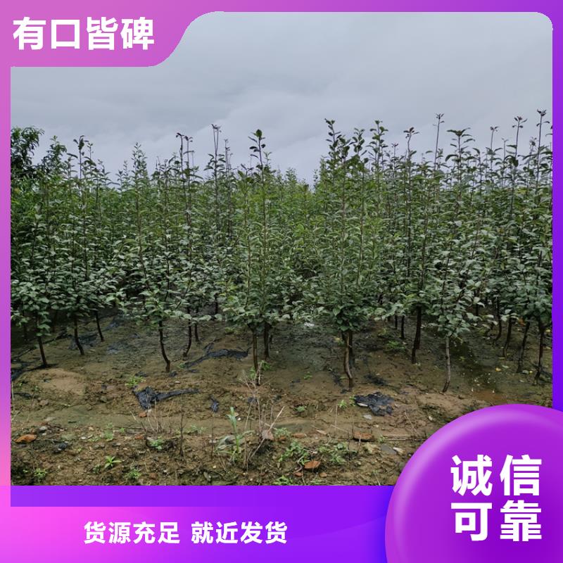 李子蓝莓苗品种全