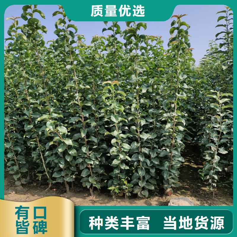 北美冬青-视频-北美冬青|广西省柳州市|城中|柳南|防城港|崇左|梧州|南宁|贺州|北海|贵港
