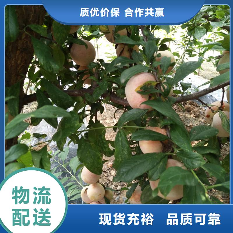 李子西瓜苗用心做好细节