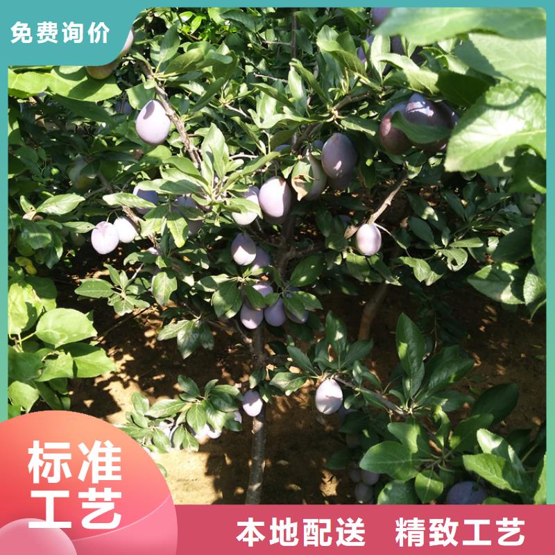 李子蓝莓苗品种全