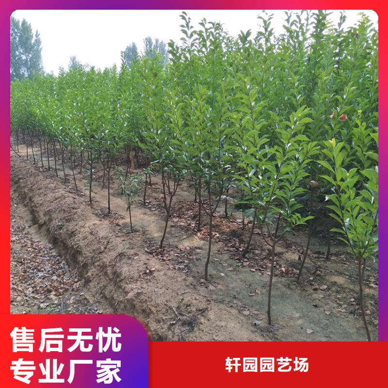 李子蓝莓苗品种全