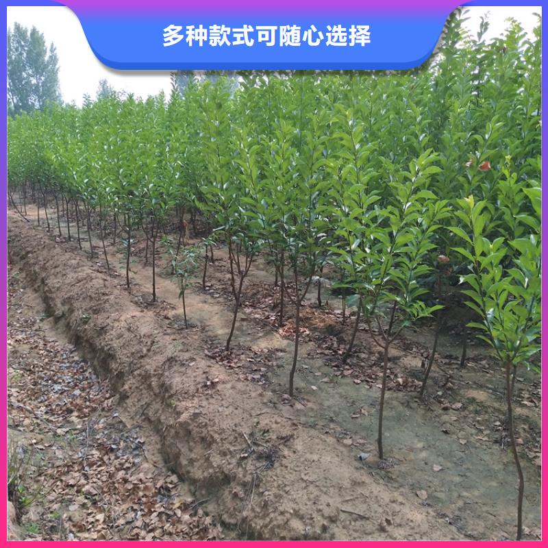 李子西瓜苗用心做好细节