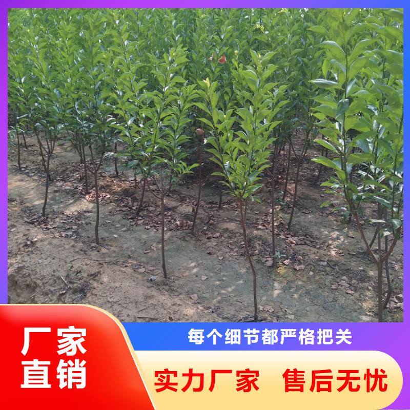 北美冬青-视频-北美冬青|广西省柳州市|城中|柳南|防城港|崇左|梧州|南宁|贺州|北海|贵港