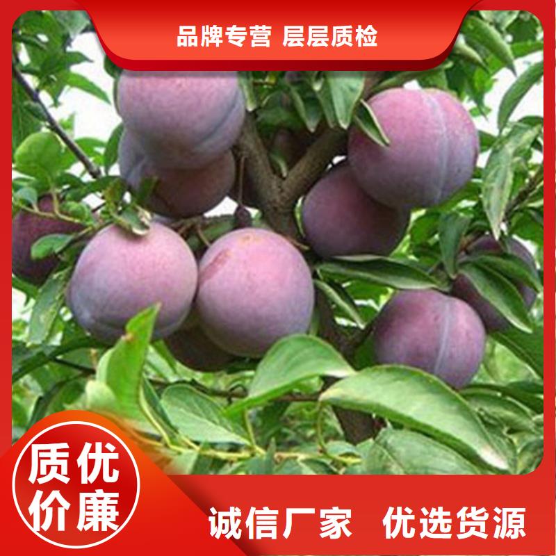 北美冬青-视频-北美冬青|广西省柳州市|城中|柳南|防城港|崇左|梧州|南宁|贺州|北海|贵港